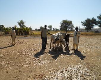 Quatre vaches pour la partie pratique des étudiants.&nbsp;
