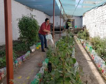 Caring for the plants
