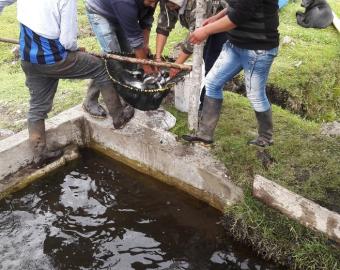 Rainbow trout breeding
