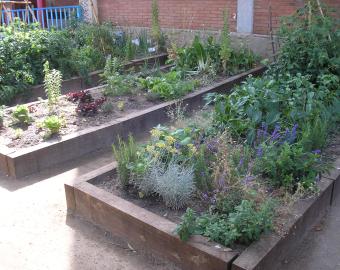 School vegetable garden
